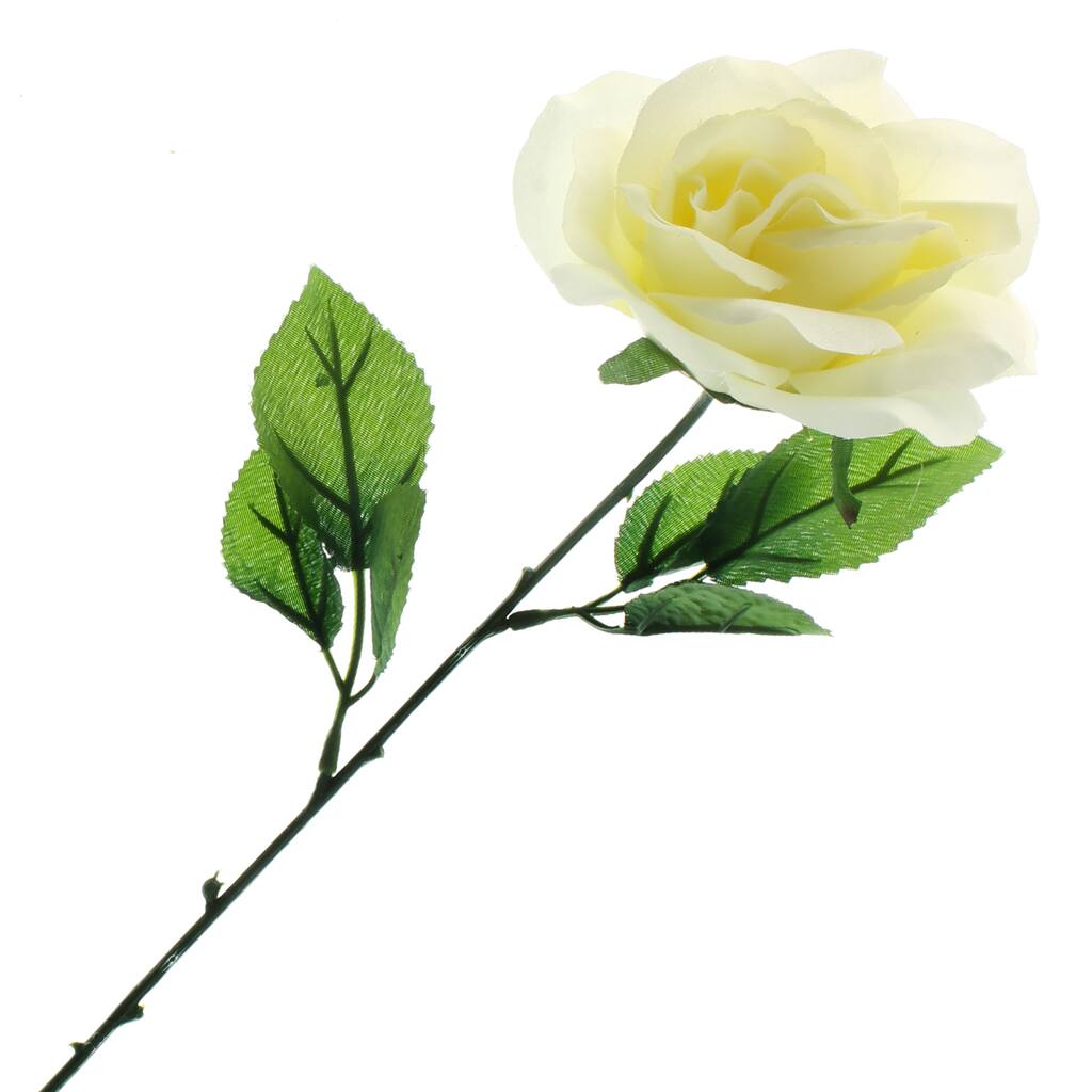 10017519.jpg img